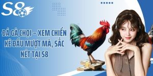 Đá Gà Chọi – Xem Chiến Kê Đấu Mượt Mà, Sắc Nét Tại S8